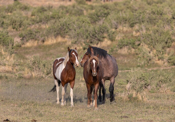 Obraz premium Herd of Wild Horses inthe Utah Desert