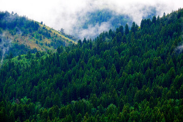 Mountains Forest Mist Pine Foggy Misty Trees