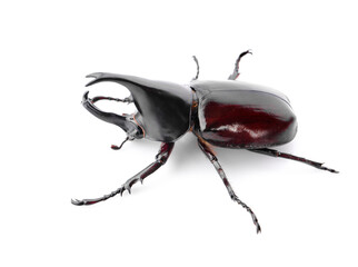 Dynastinae isolated on white background