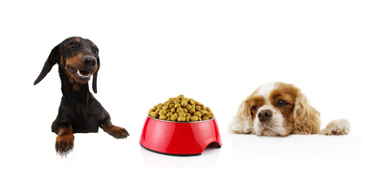 Banner two hungry dogs with a red bowl ready to eat  with paws over black edge. Isolated on white...