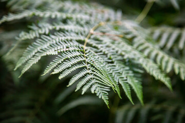 A Fern in Woodland © lemanieh