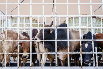 Cows on the market in Nizwa