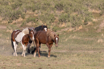 Naklejka na ściany i meble Herd of Wild Horses inthe Utah Desert