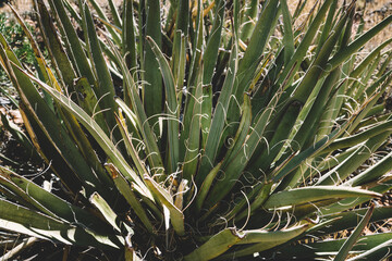 Yucca plant in dry desert