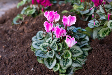 Just planted bright magenta colored cyclamen flowers with green leaves in the ground.Decoration flowerbed in the park by planting cyclamen flowers.