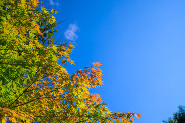 青空と始まりだしたモミジの紅葉