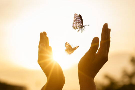 Fototapeta The girl frees the butterfly from  moment Concept of freedom