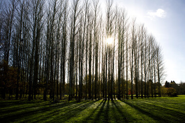 Row of poplar trees, Lower Heyford, Oxfordshire, England, UK, 