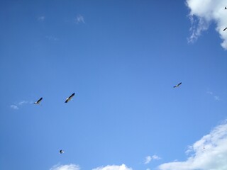birds in the sky