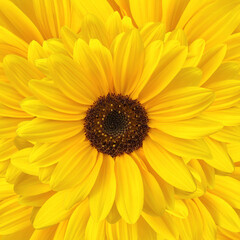 Yellow sunflower on yellow background, square