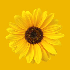 Yellow sunflower on yellow background, square