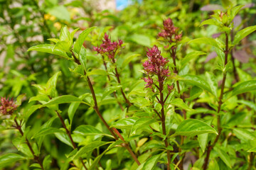 Ocimum tenuiflorum is commonly known as holy basil or Thai basil.