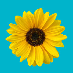 Yellow sunflower on the blue background