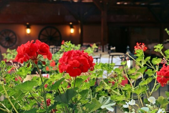 Flores de geranio rojas en un restaurante de Sighisoara, Ruman&iacute;a.