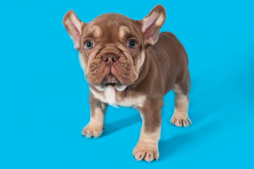 Small puppy of french bulldog on blue background
