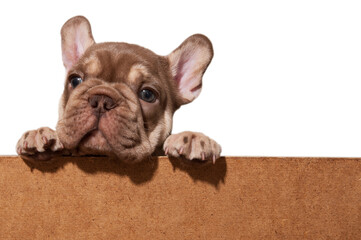 Small brown puppy of french bulldog is looking out the box
