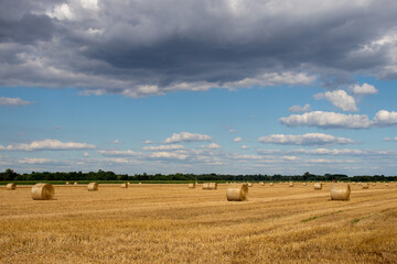 hay bales in the field