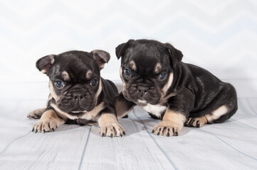 Two little puppies of french bulldog