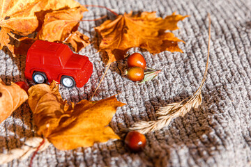 Autumnal Background. Red toy car and dried orange fall maple leaves on grey knitted sweater. Thanksgiving banner copy space. Hygge mood cold weather delivery concept. Hello Autumn travel.
