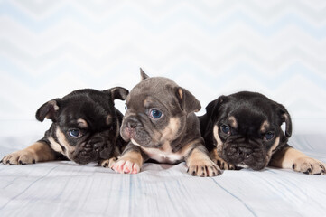 Three little puppies of french bulldog dog lay