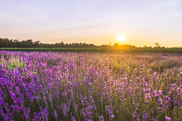 Naklejka na ściany i meble Beautiful landscape of lavender field with setting sun and orange sky