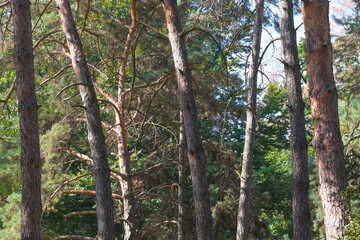 Nature background forest