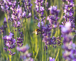 Honey bee pollinates the lavender flowers. Plant decay with insects.