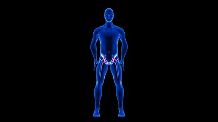 Hip Pain illustration. Blue Human Anatomy Body 3D Scan render on black background