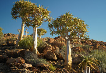 Quiver tree or Kokerboom in South Africa
