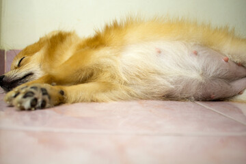 pregnant pomeranian dog close up