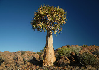 Quiver tree or Kokerboom in South Africa