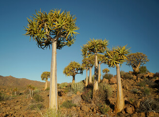 Quiver tree or Kokerboom in South Africa