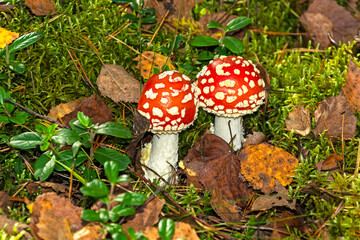 Fly agaric two is a poisonous mushroom