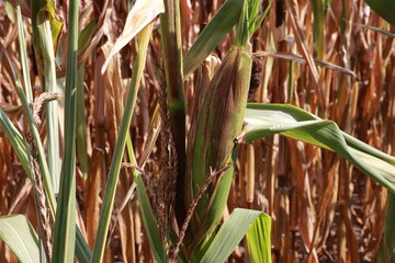 Maiskolben im Herbst