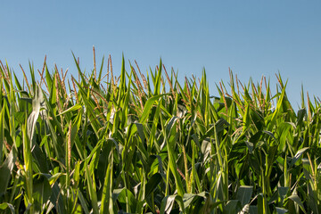 corn field in the summer