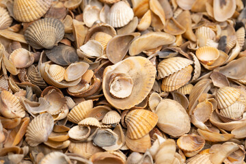 Sea shells background. Macro shot. Selective focus.