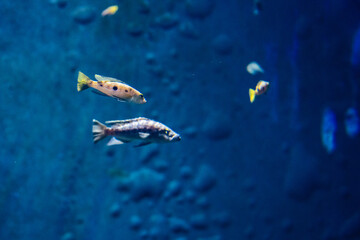 Fototapeta na wymiar Underwater blue background. Yellow small fish swimming in aquarium. Close up of saltwater world.