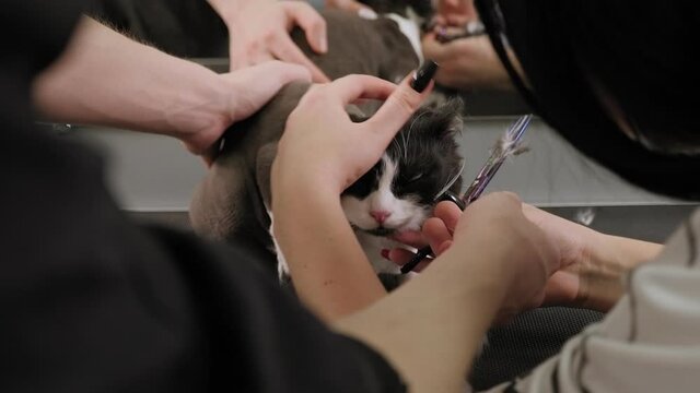 A Barber cuts a black and white cat in a grooming salon for animals. Close up.