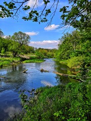 Fototapeta na wymiar river in the spring forest