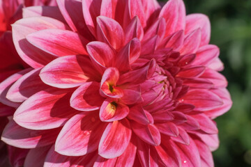 Beautiful garden dahlia flower