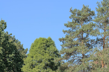 Nature background forest