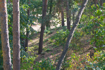 Nature background forest