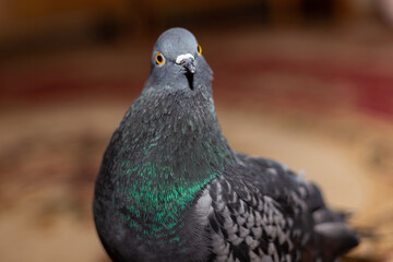close up of a pigeon, domestic pigeon, dove at home