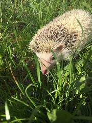 hedgehog