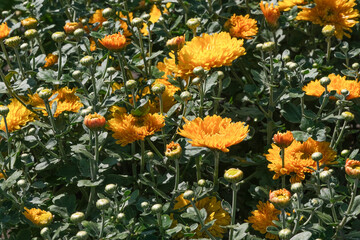 Beautiful garden blooming chrysanthemum