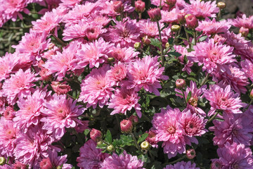 Beautiful garden blooming chrysanthemum