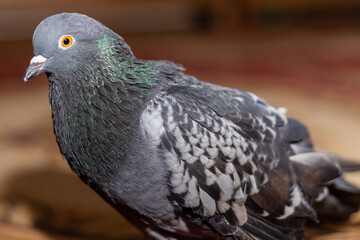 pigeon in the city, domestic pigeon in the apartment