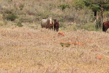 Cavalos soltos no campo