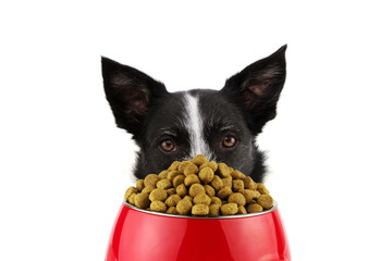 Close-up border collie dog eating in a red bowl food. Isolated on white background.
