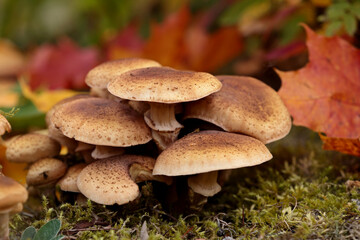 A shaggy scalycap growing in group